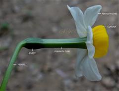 Flower-Lateral view